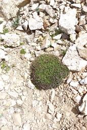 Moss campion [thu jul 5 12:06:09 mdt 2018]